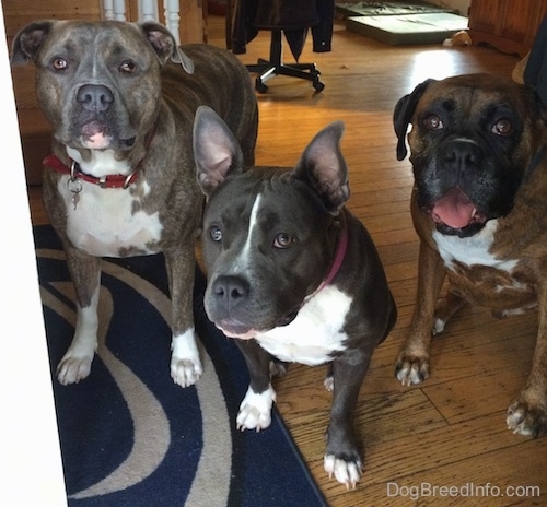 A blue nose Pit Bull Terrier is standing, next to a sitting blue nose American Bully Pit and a brown brindle Boxer in front of a doorway.