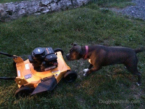 A blue nose American Bully Pit is jumping at a yellow and black lawn mower.
