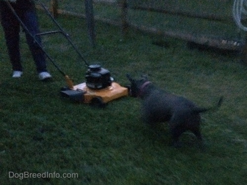 A blue nose American Bully Pit is darting at a yellow and black lawn mower in grass.