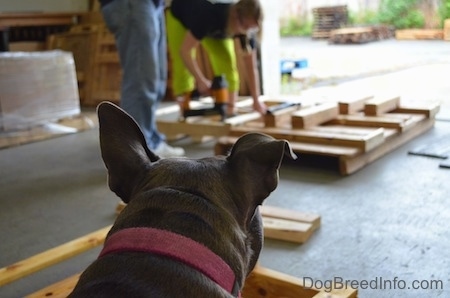 The back of a blue nose American Bully Pit that is watching a lady build a wooden frame.