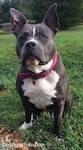 A blue nose American Bully Pit is sitting in grass and she is looking forward, both of her ears are up and she is looking forward.