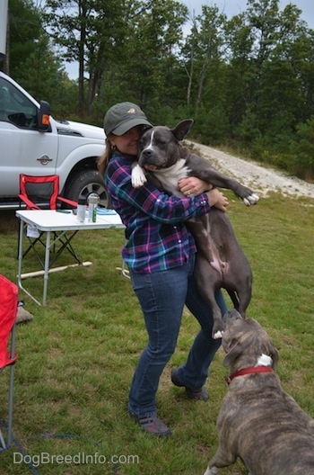 A lady in a green hat is picking up a blue nose American Bully Pit dog and holding her belly out and in front of them is the back of a blue nose Pit Bull Terrier who is watching. There is a Ford based Tiger Adventure Vehicle RV behind them.