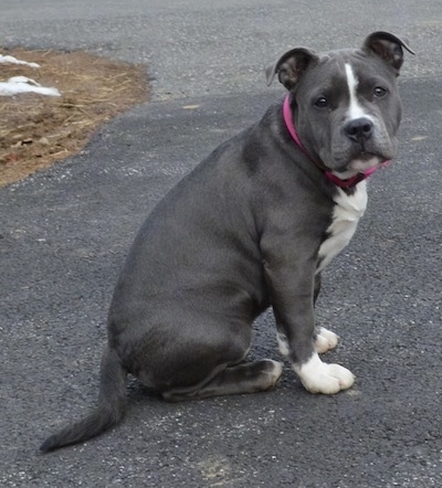 The right side of a blue nose American Bully Pit puppy sitting on a black top surface and she is looking forward.