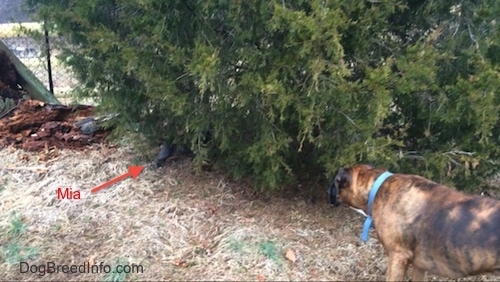 A blue nose American Bully Pit puppy is standing under a bush as a brown brindle Boxer dog watches.