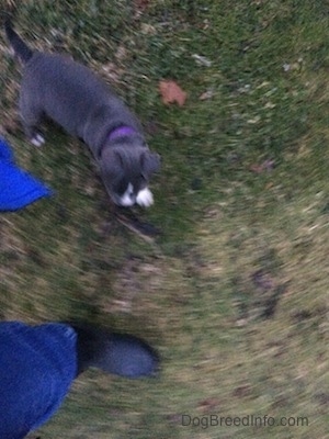 Top down view of a blue nose American Bully Pit puppy walking around a person in grass.
