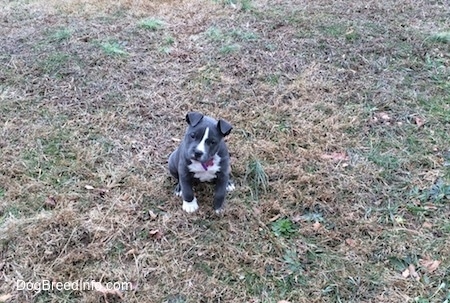A tiny blue nose American Bully Pit puppy is sitting in grass and she is looking forward. Her head is tilted to the right.