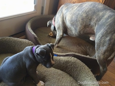 The back of a blue nose American Bully Pit puppy that is sitting on a dog bed. The back of a blue nose Pit Bull Terrier is standing on a dog bed and chewing on a bone.