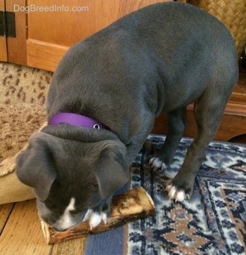 A blue nose American Bully Pit puppy is standing on a rug and chewing a bone that is on the floor.