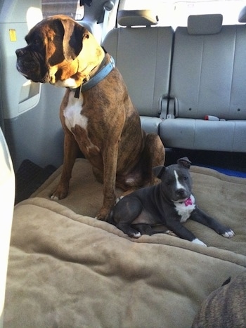 A brown with black and white Boxer is sitting on a dog bed and looking to the left, laying under it is a blue nose American Bully Pit puppy. They are in the middle of a mini van that has gray leather seats.
