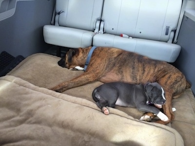 A brown with black and white Boxer is sleeping on a dog bed and sleeping in between his legs is a blue nose American Bully Pit puppy. They are in the middle of a mini van that has seats removed.