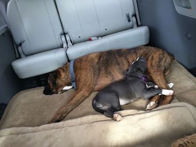 A brown with black and white Boxer is sleeping on a dog bed and a blue nose American Bully Pit puppy has her head on the legs of the Boxer inside of a mini van that has the middle seats removed.