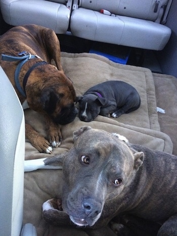 A Boxer dog sleeping next to a blue nose pit bull in a mini van