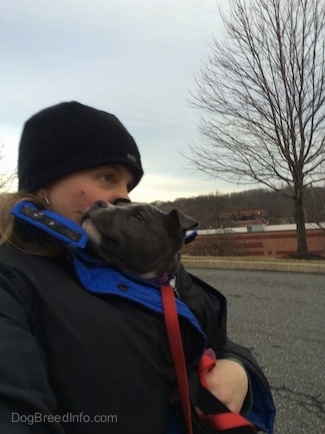 A blue nose American Bully Pit puppy is inside the coat of a person wearing a black coat and hat.