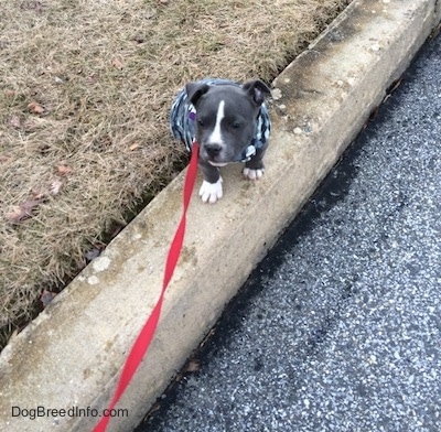 A tiny blue nose American Bully Pit puppy is sitting on a curb and looking forward. She is wearing a grey camo dog vest.