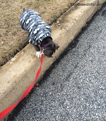 A blue nose American Bully Pit puppy is looking over the edge of a curb. She is wearing a grey camo vest.