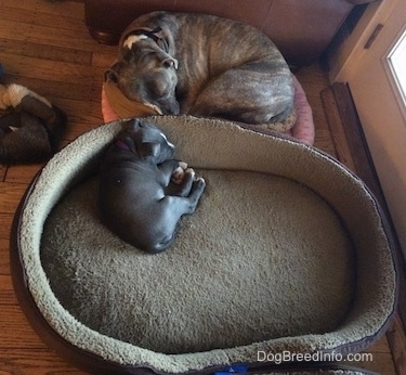 A small blue nose American Bully Pit puppy is sleeping on a large dog bed. There is a big blue nose Pit Bull Terrier sleeping curled up on a tiny dog bed next to her.