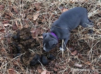A blue nose American Bully Pit puppy is standing in brown grass looking at a pile of horse poop.