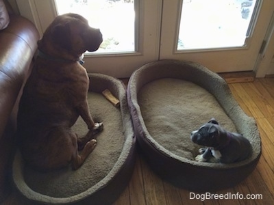 A brown with black and white Boxer is sitting in a dog bed and looking out of a door. A blue nose American Bully Pit puppy is sitting on a dog bed and looking at the Boxer.