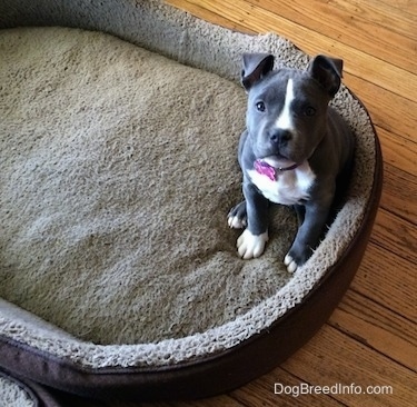 A small blue nose American Bully Pit puppy is sitting on a large dog bed and looking up.