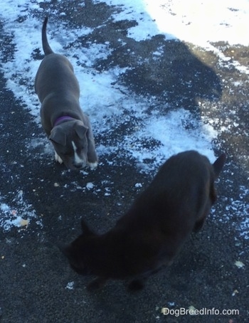 A blue nose American Bully Pit puppy is standing on a black top that has some snow on it. There is a black Cat walking in front of the puppy
