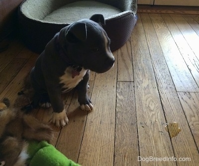 A blue nose American Bully Pit puppy is sitting on a hardwood floor and she is looking to the right at a puddle of urine on the floor.