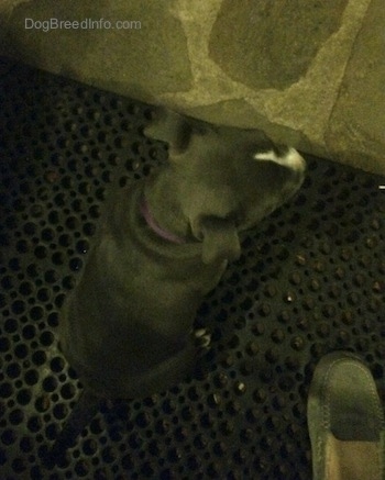 Top down view of a blue nose American Bully Pit puppy that is sitting on a rubber mat outside on a stone porch.