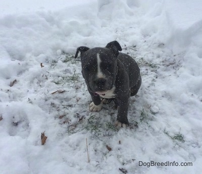 A blue nose American Bully Pit puppy is sitting in a patch of grass surrounded by snow. It is actively snowing.
