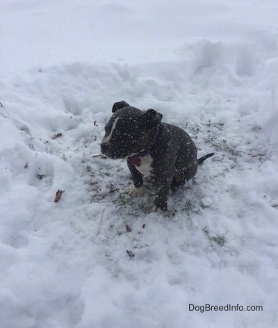 A blue nose American Bully Pit puppy is sitting in a patch of grass with deeper snow all around her. It is actively snowing. She is looking to the left.