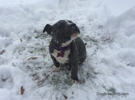 A blue nose American Bully Pit puppy is sitting in a patch of grass, that is surrounded by snow. It is actively snowing. She is looking up and to the right.