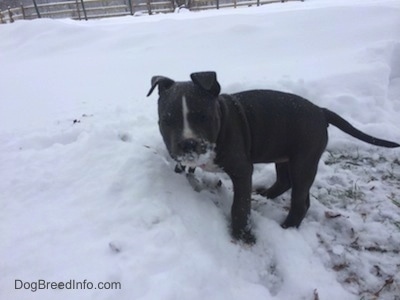 A blue nose American Bully Pit puppy is standing in snow and patchy grass next to a wall of deeper snow. There is snow all over her mouth.