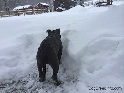 The backside of a blue nose American Bully Pit puppy standing in a shoveled out patch of grass in front of a deep snow wall.