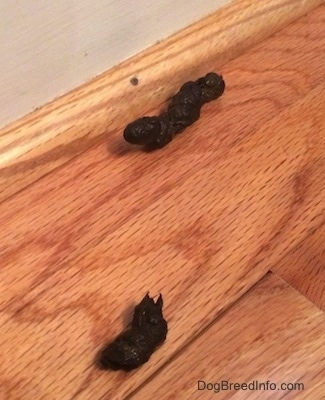 Two pieces of poop on a hardwood floor and against a wall.