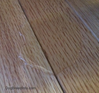 Close up - A puddle of urine on a hardwood floor.