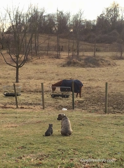 The back of a blue nose American Bully Pit puppy and a blue nose Pit Bull Terrier that are sitting in grass. The Terrier is looking down at the puppy and the puppy is looking at the horses in the background.