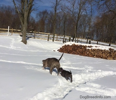 The backside of a blue nose Pit Bull Terrier and a blue nose American Bully Pit puppy that are walking through snow.