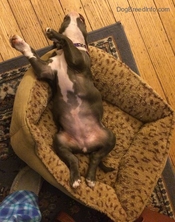 A blue nose American Bully Pit puppy is sleeping on her back belly-up in a leopard print dog bed.