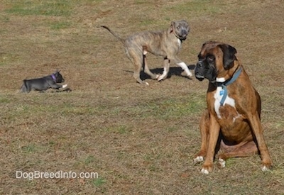 A blue nose American Bully Pit puppy is running behind a blue nose Pit Bull Terrier. A brown brindle with black and white Boxer is sitting in grass and looking to the left.