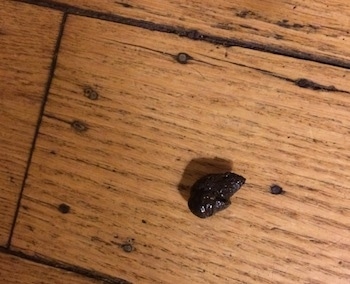 Close up - A piece of poop is on a hardwood floor.