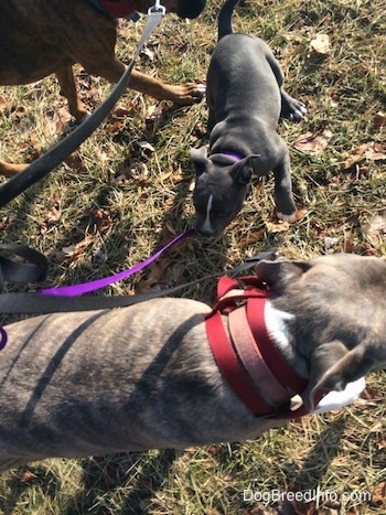 A brown brindle Boxer dog and a blue nose Pit Bull are walking nicely on leashes across grass and there is a small Bully Pit puppy in-between them jumping around sideways.