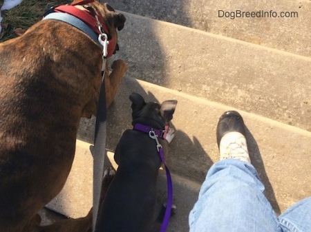 A brown brindle with black and white Boxer, a bully pit puppy and a human are all walking down concrete steps.