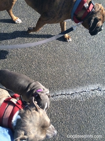 A blue nose American Bully Pit puppy is walking closely and biting on a blue nose Pit Bull Terrier. There is a brown with black and white Boxer walking across from them.