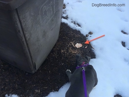 A blue nose American Bully Pit puppy is standing in snow and sniffing the ground next to a trash can.