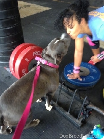 A blue nose American Bully Pit is licking the face of a lady with curly hair at a gym. There are weights around them.