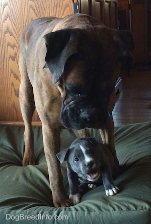 A brown with black and white Boxer is standing on a green pillow, over top of a blue nose American Bully Pit puppy that is sitting on the pillow. The Boxer is looking down and the puppy is trying to get from under the Boxer.