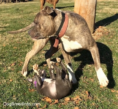 A blue nose Pit Bull Terrier is jumping around a blue nose American Bully Pit puppy that is laying on its back. The puppies paws are in the air.