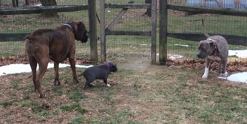 The sides of a brown with black and white Boxer, a blue nose Pit Bull Terrier and a blue nose American Bully Pit puppy are standing in grass and there is a wooden fence behind them.