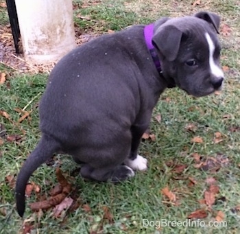 The backside of a blue bose American Bully Pit puppy that is pooping outside in grass.