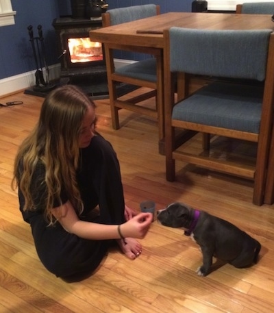 A blonde haired girl is sitting on a hardwood floor in front of a sitting blue nose American Bully Pit puppy. She is feeding the puppy a treat.