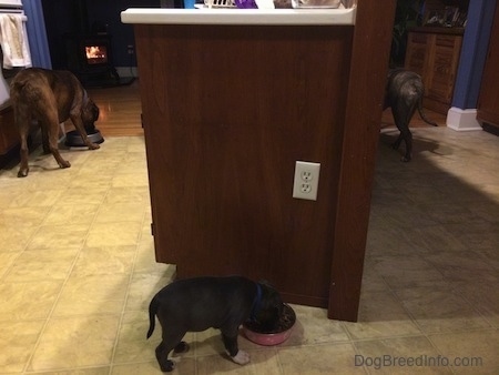 The backside of two dogs and a puppy eating out of food bowls.