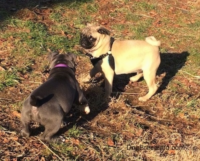 A blue nose American Bully Pit puppy is preparing to jump at a tan with black Pug puppy.